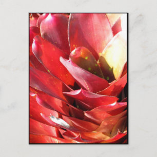 Bromeliad Postcard