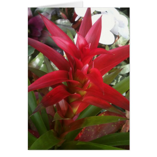 Bromeliad, red (Front)
