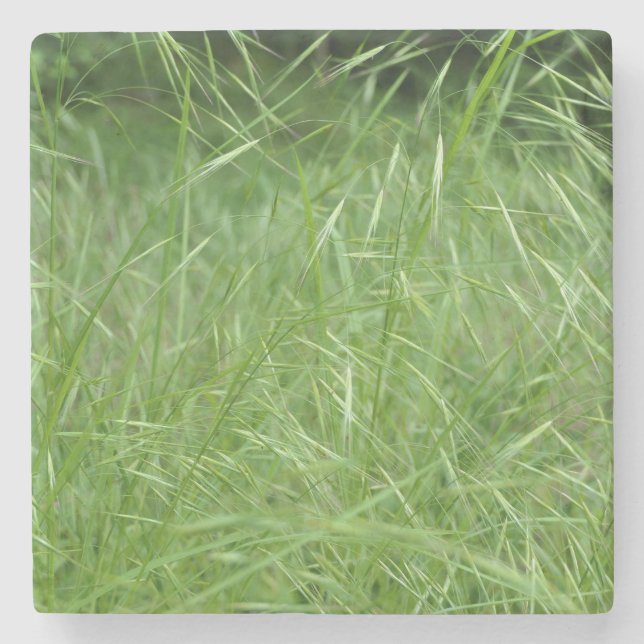 Bromus tectorum stone coaster (Front)