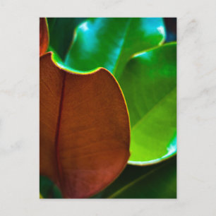 Bronze and Green Glossy Leaves Close Up Postcard