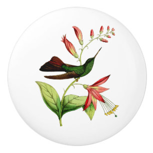Bronze Tailed Plumeleteer Hummingbird Ceramic Knob