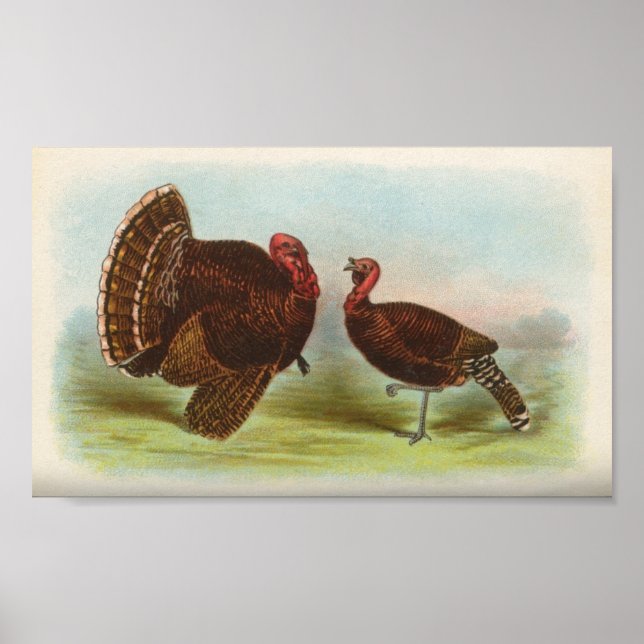 Bronze Turkeys Poster (Front)