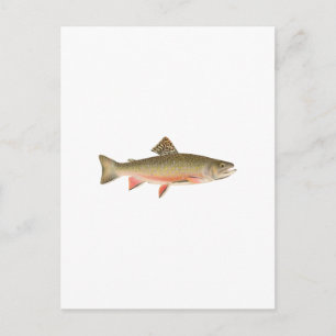 Brook Trout Art Postcard
