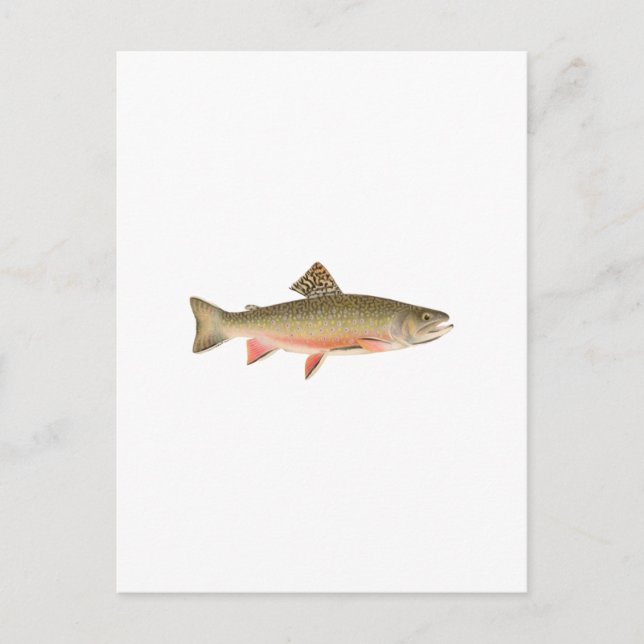 Brook Trout Art Postcard (Front)