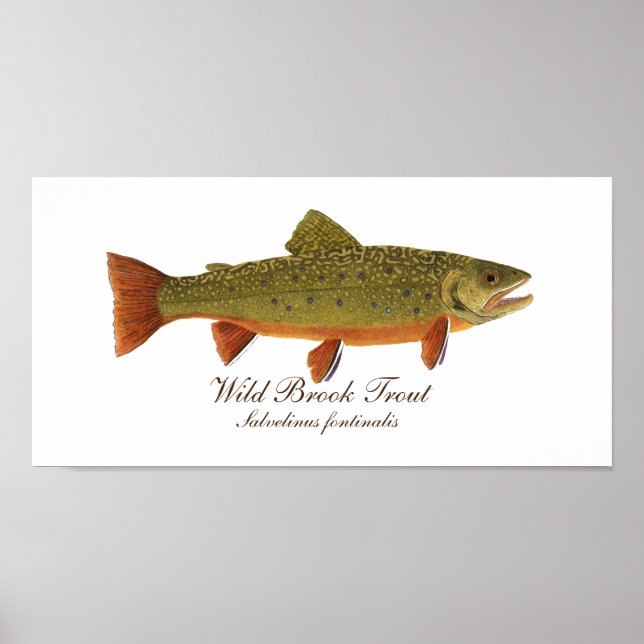 Brook Trout Art Poster (Front)