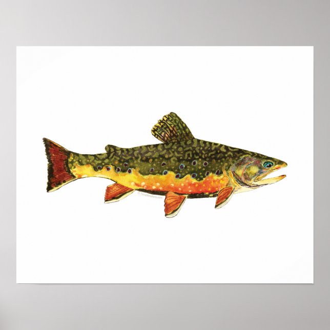Brook Trout Fish Painting Poster (Front)