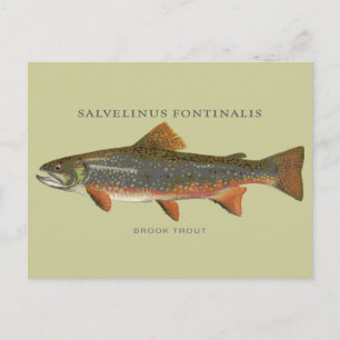 Brook Trout Fishing Postcard