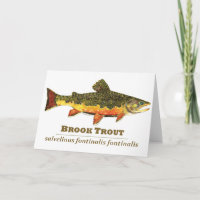 Brook Trout, Latin