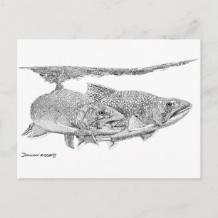 Brook Trout Postcard