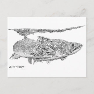Brook Trout Postcard