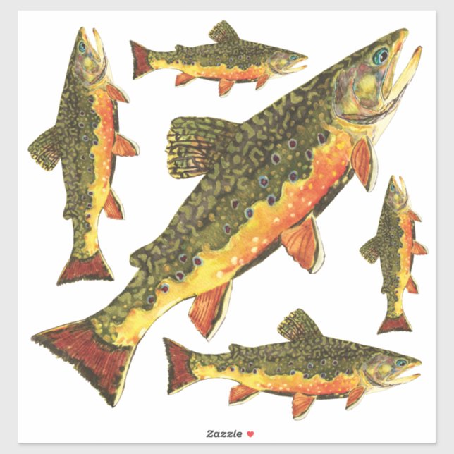 Brook Trout salvelinus fontinalis (Sheet)