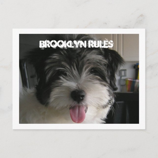 BROOKLYN RULES POSTCARD (Front)