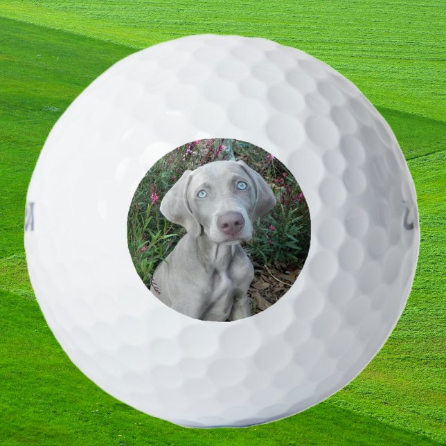 Brooklyn the Weimaraner Dog - Golf Balls (brookie ball)