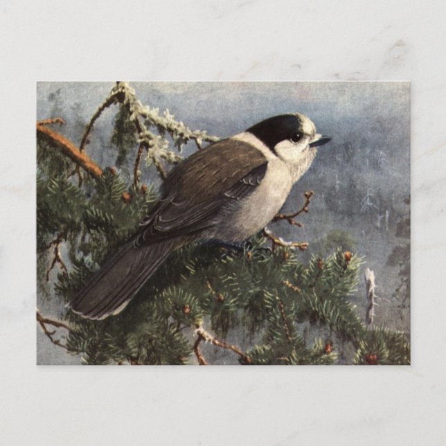 Brooks' Grey Jay in pine Postcard (Front)
