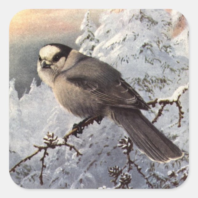 Brooks' Grey Jay in snow Square Sticker (Front)