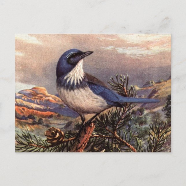 Brooks' Western Scrub-Jay Postcard (Front)