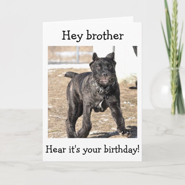 BROTHER-ITALIAN CANE CORSO-"HAPPY BIRTHDAY TO YOU CARD (Front)