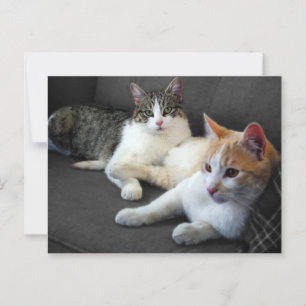 Brother & Sister Kitties Postcard