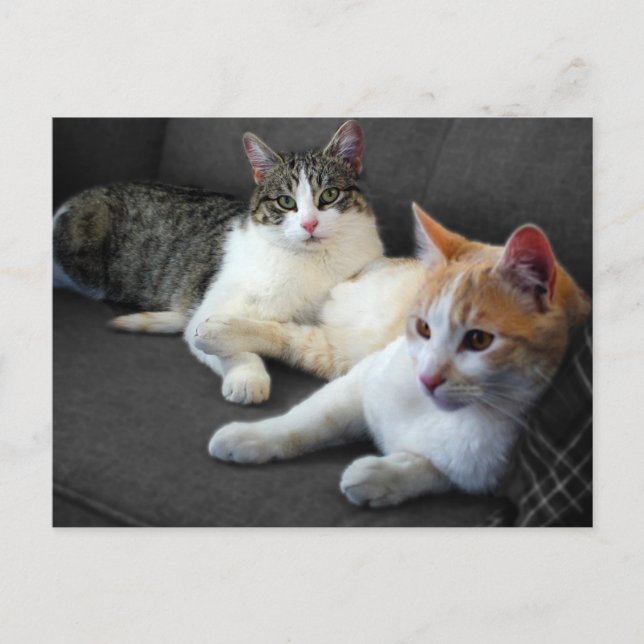Brother & Sister Kitties Postcard (Front)