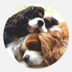 Brothers Cavaliers Classic Round Sticker