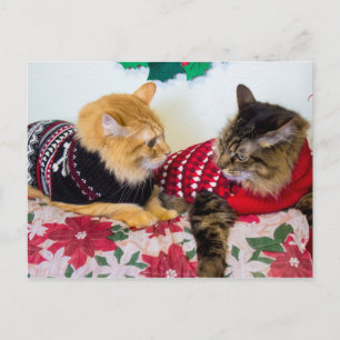 Brothers Postcard