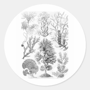 Brown Algae Classic Round Sticker