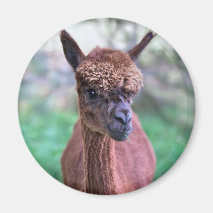Brown Alpaca Magnet