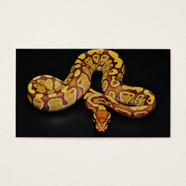 Brown and Gold Ball Python (Front)