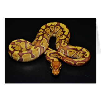 Brown and Gold Ball Python