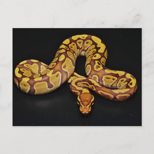 Brown and Gold Ball Python Postcard (Front)
