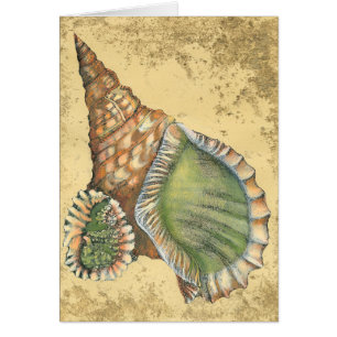 Brown and Green Seashell