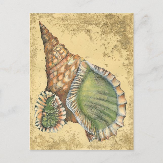 Brown and Green Seashell Postcard (Front)