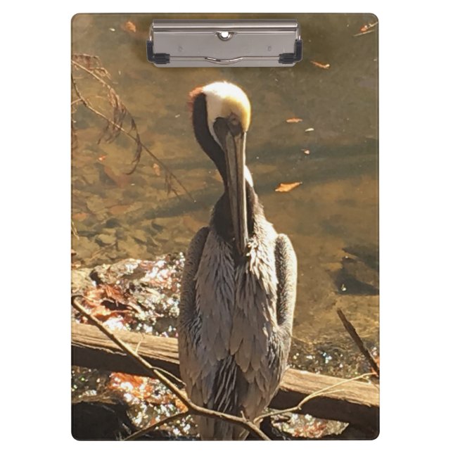 Brown and Grey bird with long beak Clipboard (Front)