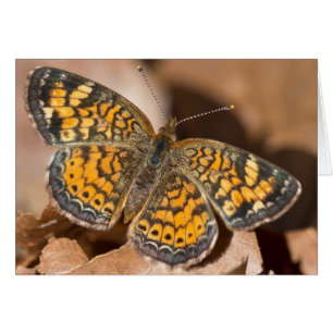 Brown and Orange Moth Apparel and Gifts