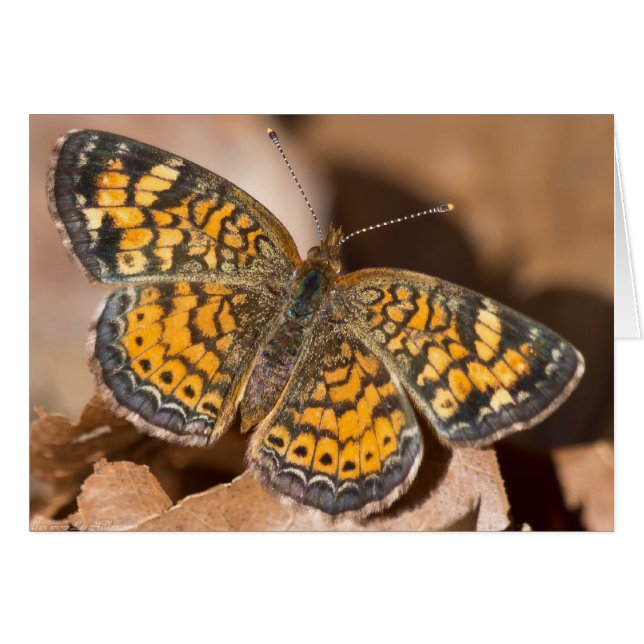 Brown and Orange Moth Apparel and Gifts (Front Horizontal)