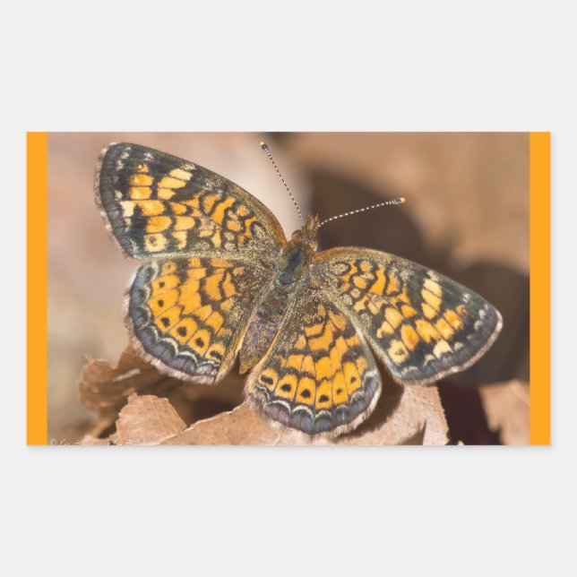 Brown and Orange Moth Apparel and Gifts Rectangular Sticker (Front)