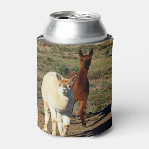 Brown And White Alpacas, Can Cooler