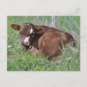 Brown and white calf postcard