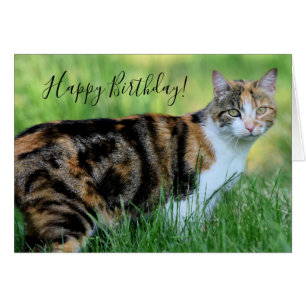 Brown and white cat