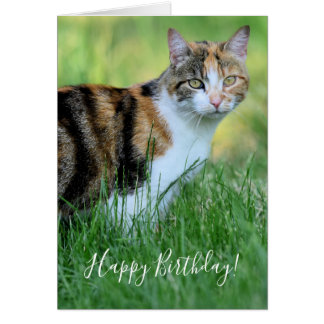 Brown and white cat