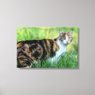 Brown and white cat canvas print