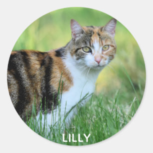 Brown and white cat classic round sticker