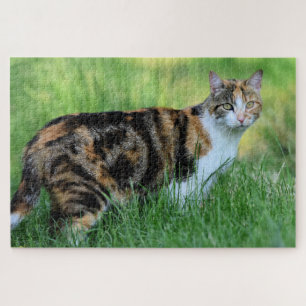 Brown and white cat jigsaw puzzle