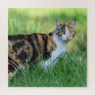 Brown and white cat jigsaw puzzle