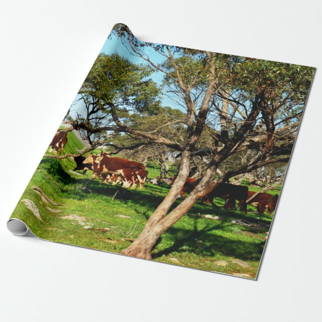Brown And White Cows On The Range, Wrapping Paper (Unrolled)