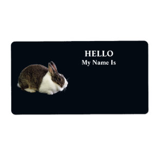 Brown and White Dutch Rabbit