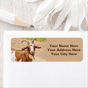 Brown and White Goat