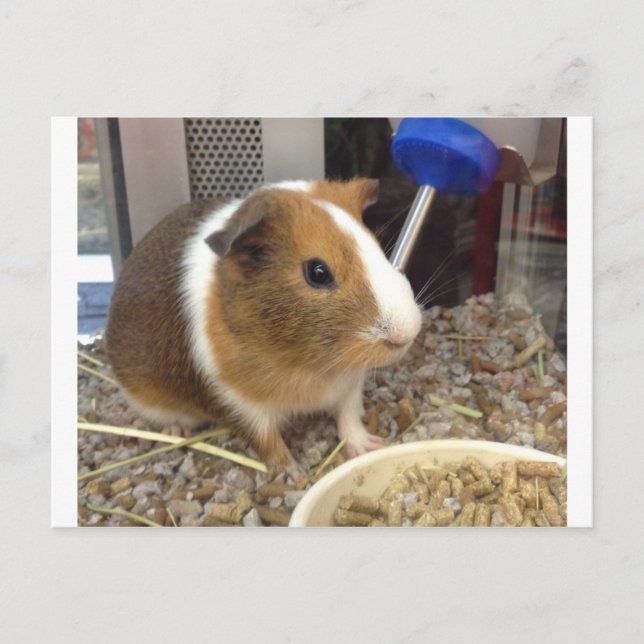 Brown and white guinnie pig postcard (Front)