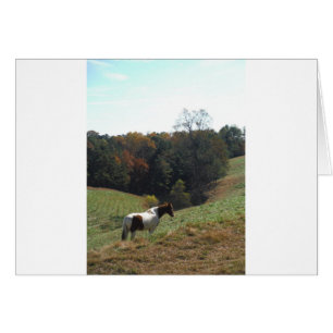 Brown and white horse at autumn pond