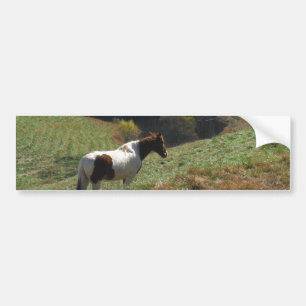 Brown and white horse at autumn pond bumper sticker